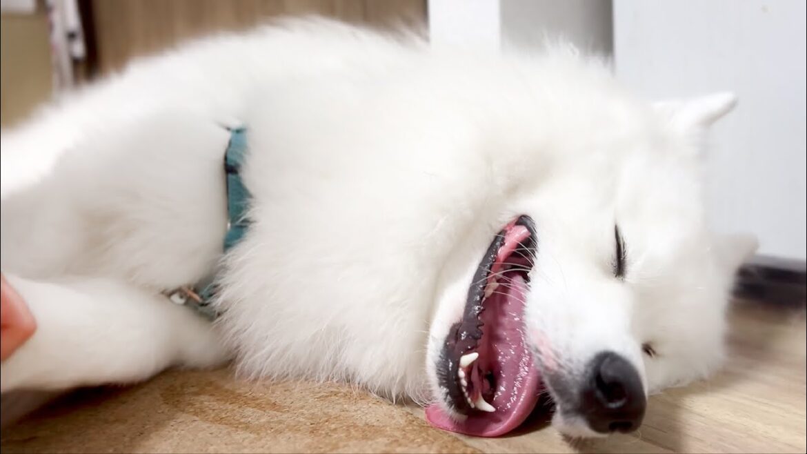 散歩後のマッサージでとろけてしまう愛犬が可愛すぎました【サモエド】