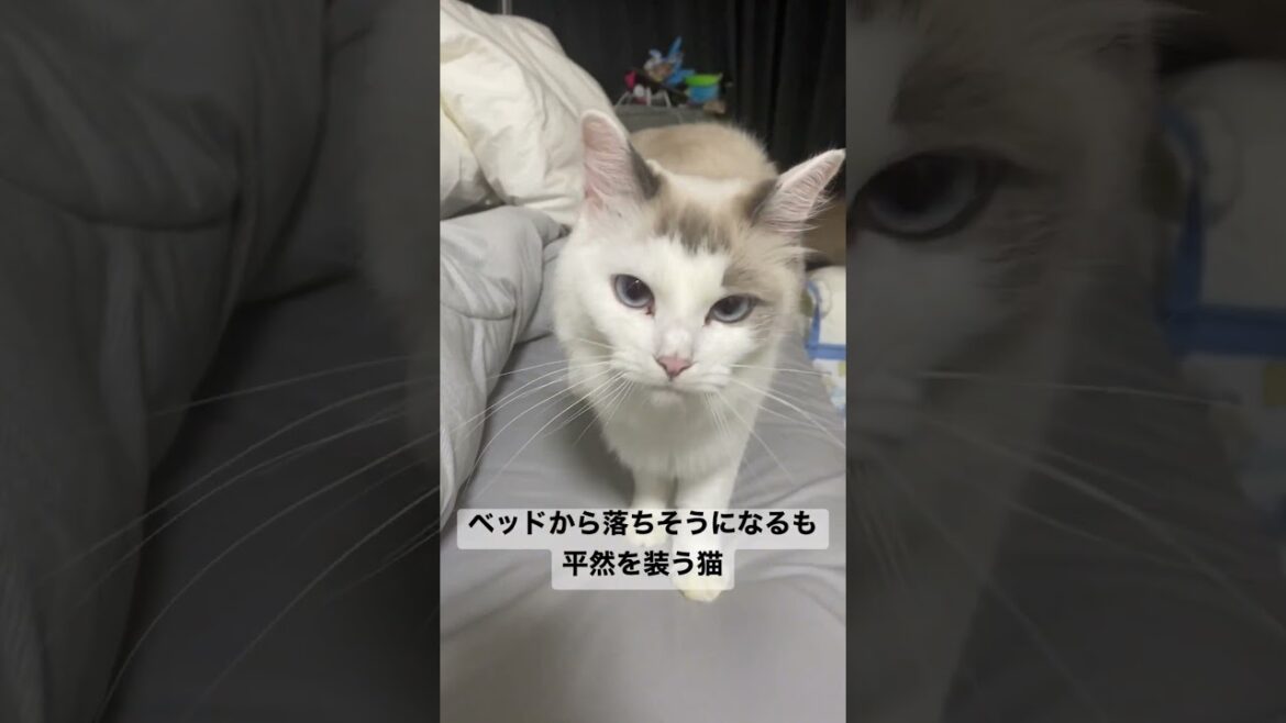 落ちそうになるも平然を装う猫 #shorts #猫 #ラグドール