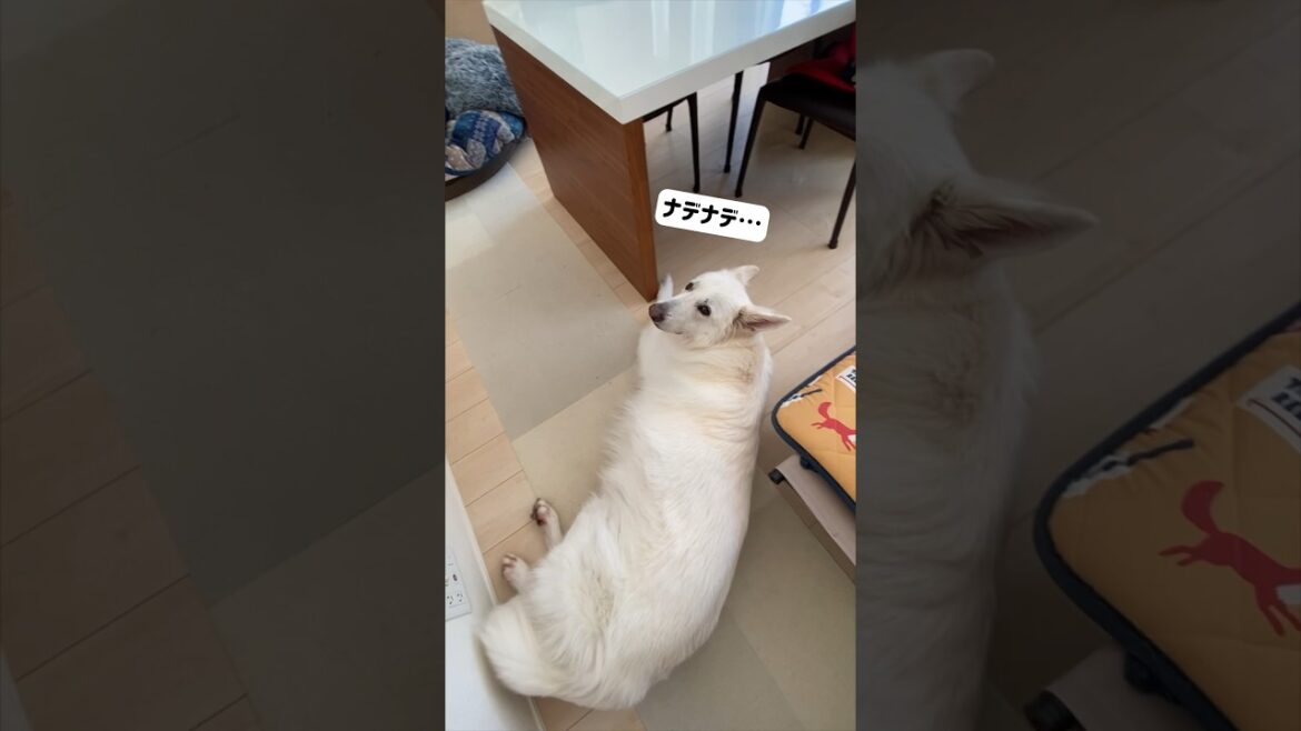 起きてママを待ってたのでナデナデをお願いするホワイトシェパードがこちらです。#shorts