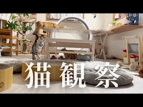 猫、観察 #猫 #マンチカン 猫、観察 #猫 #マンチカン