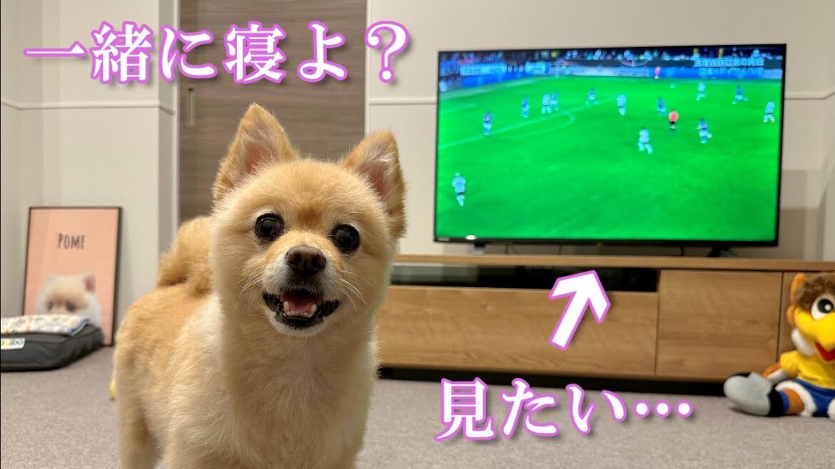 サッカーを観たい飼い主と、早く一緒に寝たい愛犬の絶対に負けられない戦い…笑