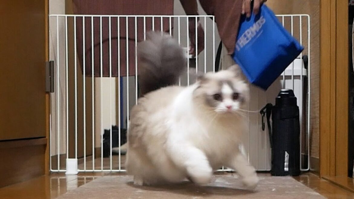 ビックリしてダッシュで逃げるビビリな性格のラグドールのんちゃん