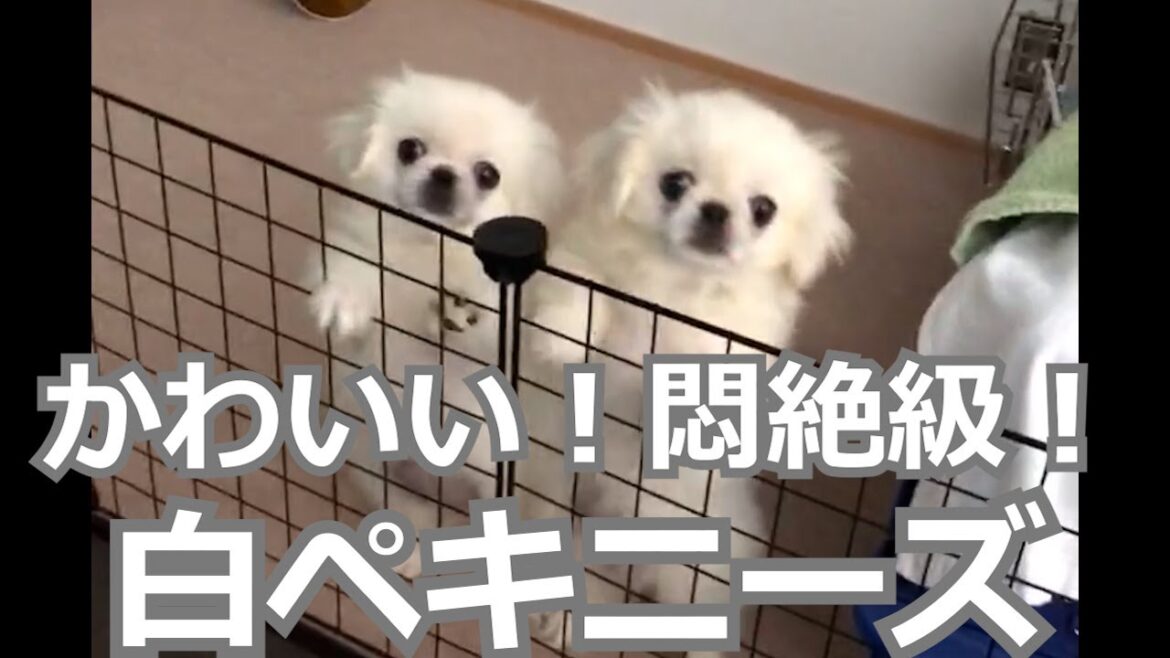 かわいさ悶絶級！　双子の白ペキニーズゆきとましろ