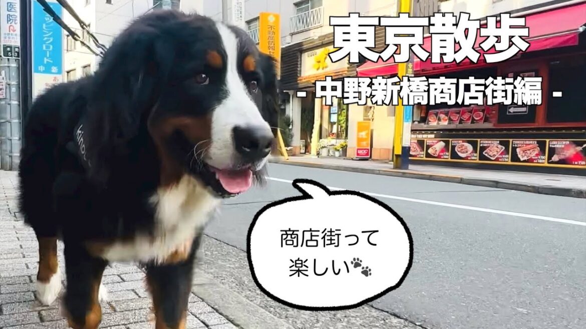 バーニーズマウンテンドッグと歩く東京の街 中野新橋商店街編 バーニーズマウンテンドッグと歩く東京の街 中野新橋商店街編