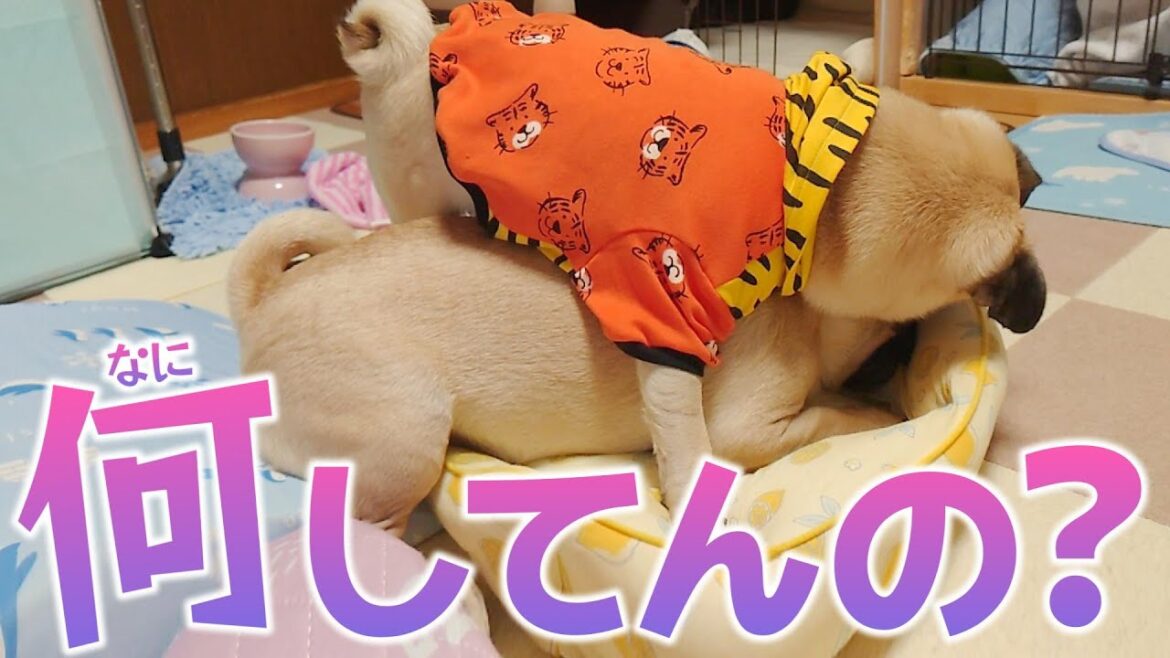 一緒に暮らしてもうすぐ半年でこうなりました｜パグのぺろぽん兄弟pug犬｜