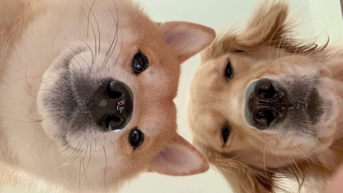飼い主が部屋を出て行った後の愛犬の様子をこっそり覗いてみた結果...