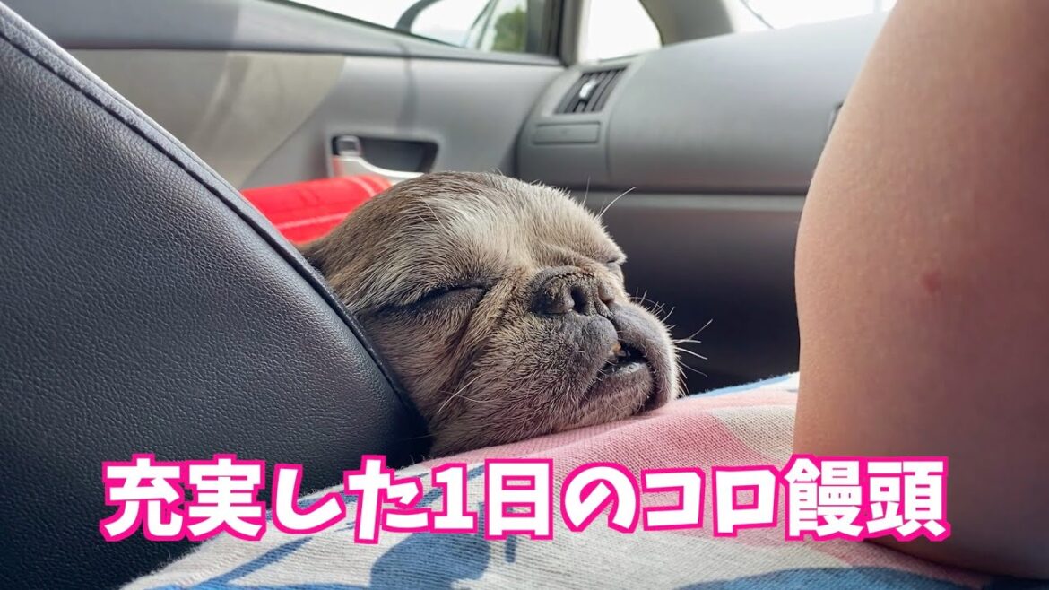 充実した1日のコロ饅頭〜フレンチブルドッグ French bulldog vlog @641