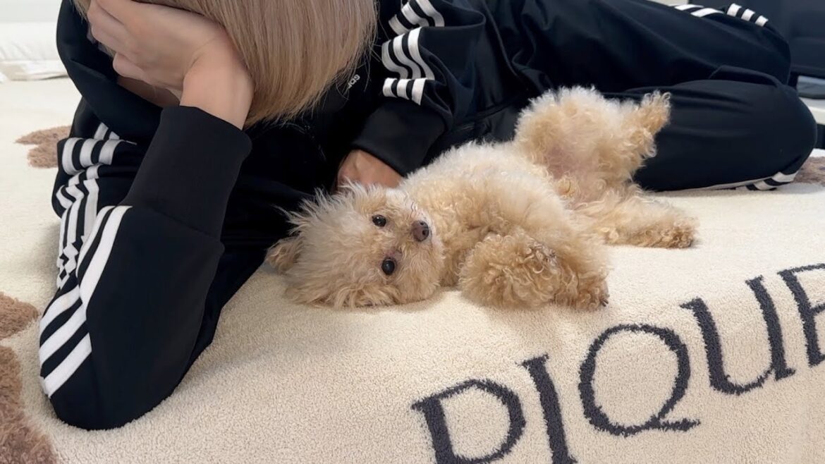 多忙な日々に疲れ果てた小さなトイプードルがこちら… 多忙な日々に疲れ果てた小さなトイプードルがこちら...