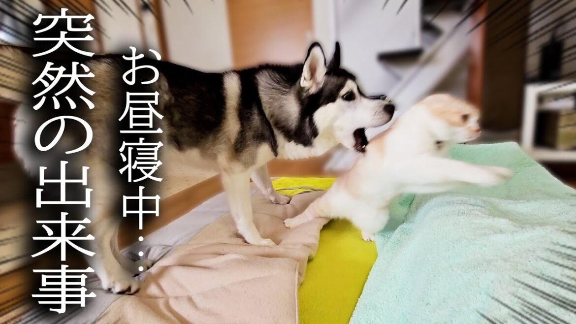 犬と猫と一緒にお昼寝してたらこうなっちゃいました...