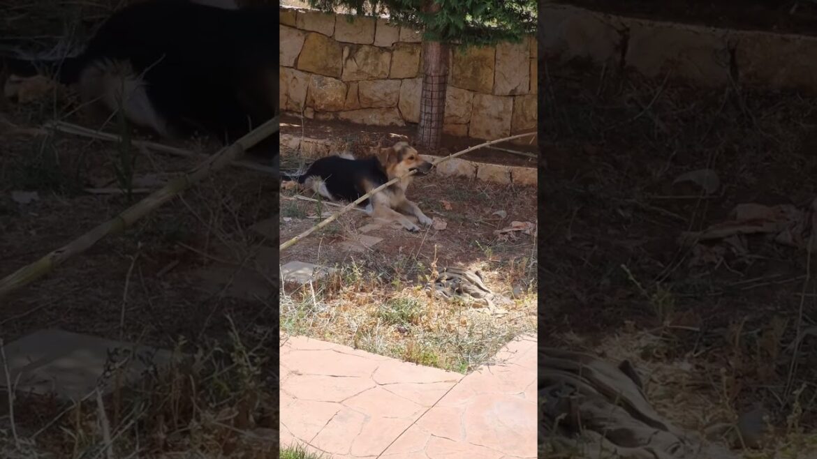 EP064 Rexo get out from my way funny me EP064 Rexo get out from my way funny me