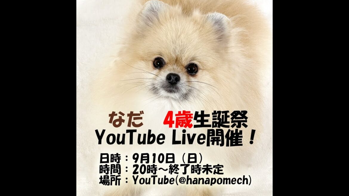 ポメラニアン4歳の誕生日LIVE！プレゼント開封やMBTI診断なども行います♪（なだ篇）≪#≫