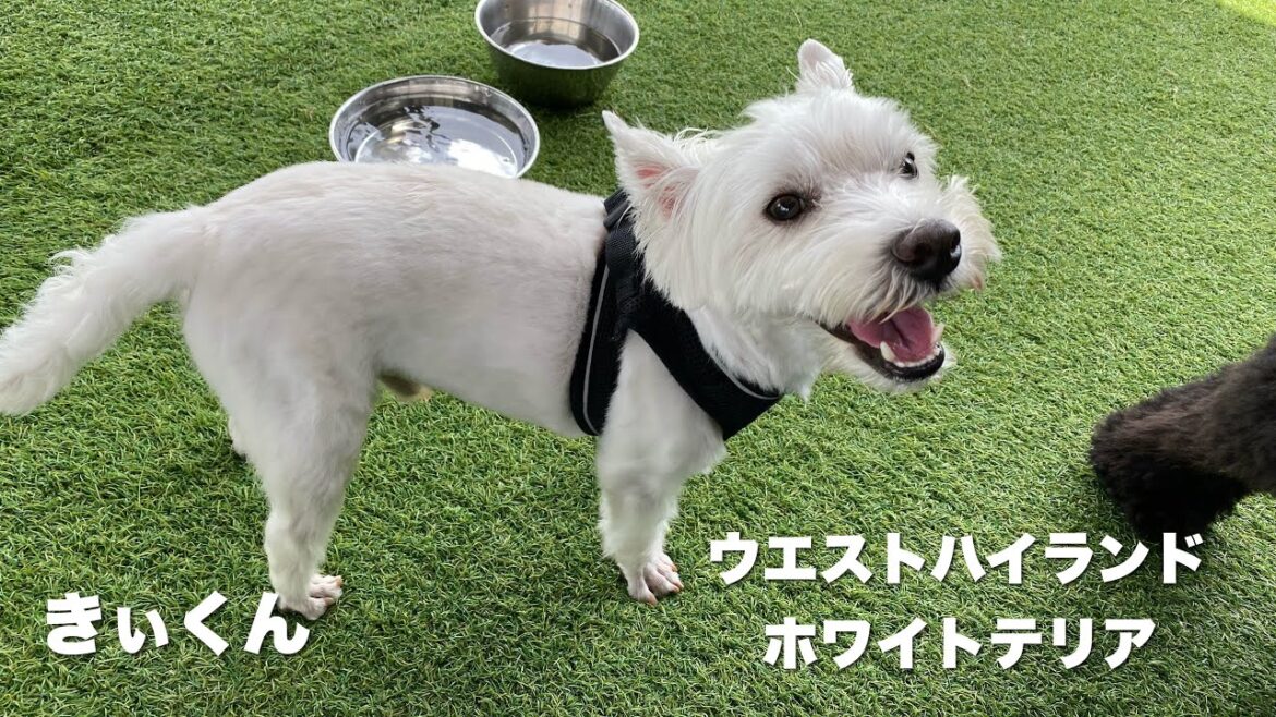 ウエストハイランドホワイトテリア　きぃくん【West Highland White Terrier】