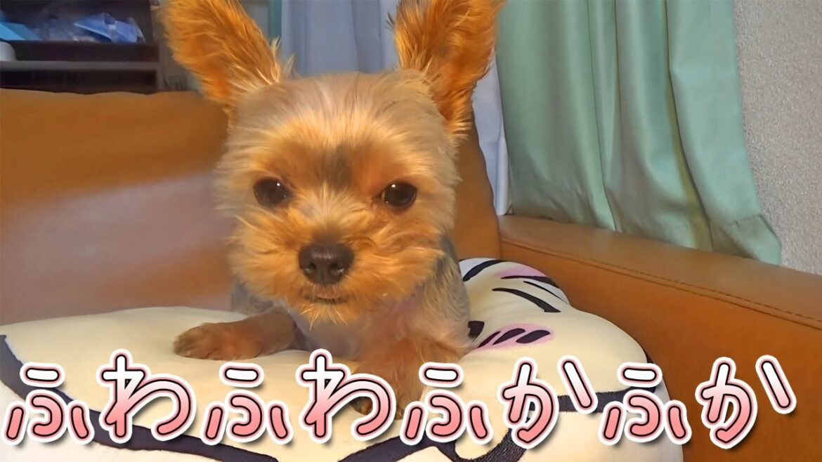 【ヨークシャテリア】ふわふわフカフカ気持ち良い～【Yorkshire Terrier】