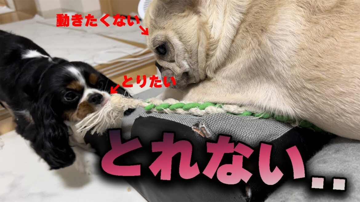 おもちゃをとりたい後輩犬と全く動くつもりがない先住犬の姿がこちら#フレンチブルドッグ #キャバリア #チワワ #多頭飼い #いぬ
