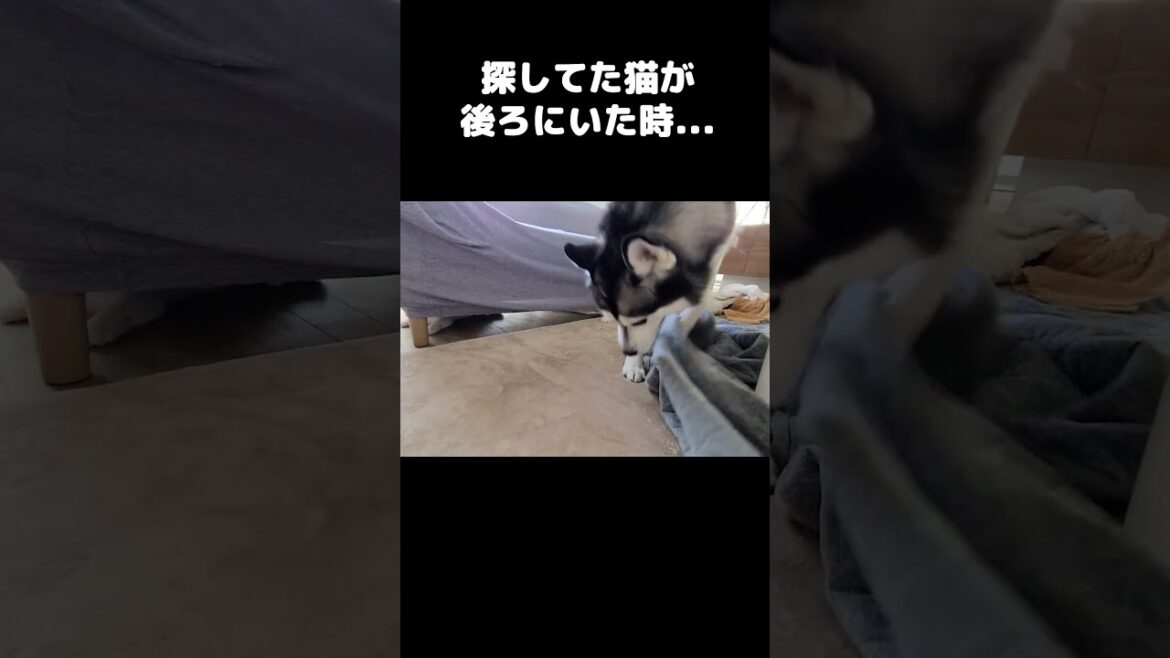 探してた猫が後ろにいた時の犬がこちら...#shorts