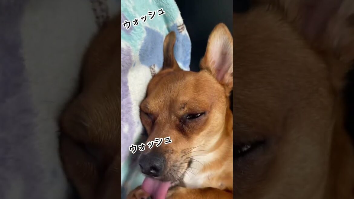 [PPAP] クリーンハンドw #わんこ #犬 #ミックス犬 #チワワ #ミニチュアピンシャー #shosts #ppap #ピコ太郎