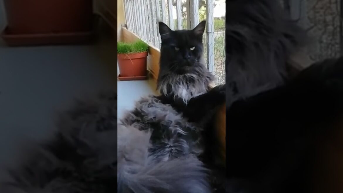 This cat is a dark king #mainecoon #cats #shorts