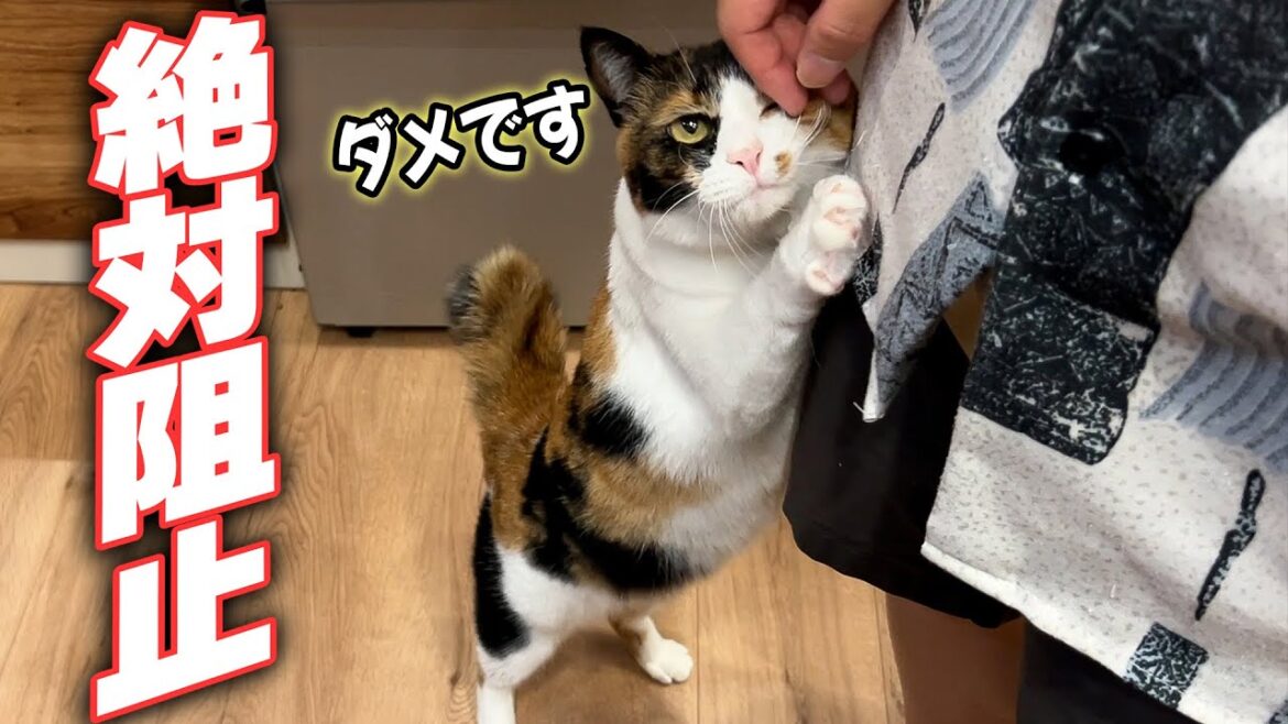 料理しようとすると絶対に猫たちに妨害されちゃうんですけど。。。。 料理しようとすると絶対に猫たちに妨害されちゃうんですけど。。。。
