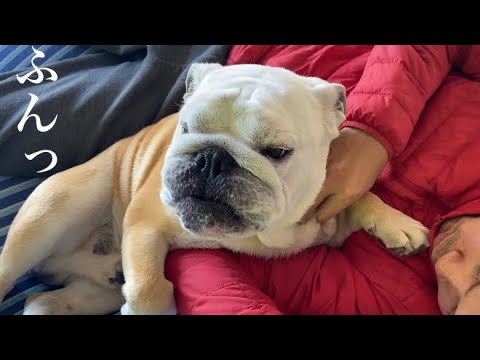 【おはぶる】パパにモノマネされて不貞腐れるブルドッグのぶるまる 【おはぶる】パパにモノマネされて不貞腐れるブルドッグのぶるまる