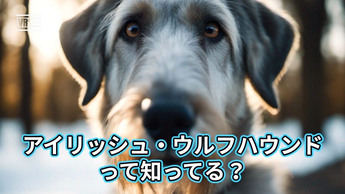 アイリッシュ・ウルフハウンドって知ってる？