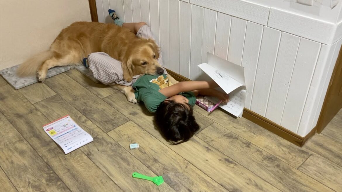 愛犬のことが好き過ぎて、勉強中も離れてくれない、、笑