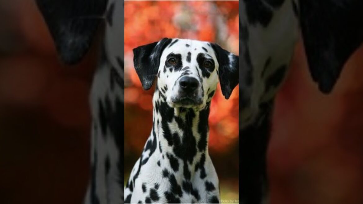 Dálmata interessante !!!     @PawsomePalsTVs #shortvideo #shots