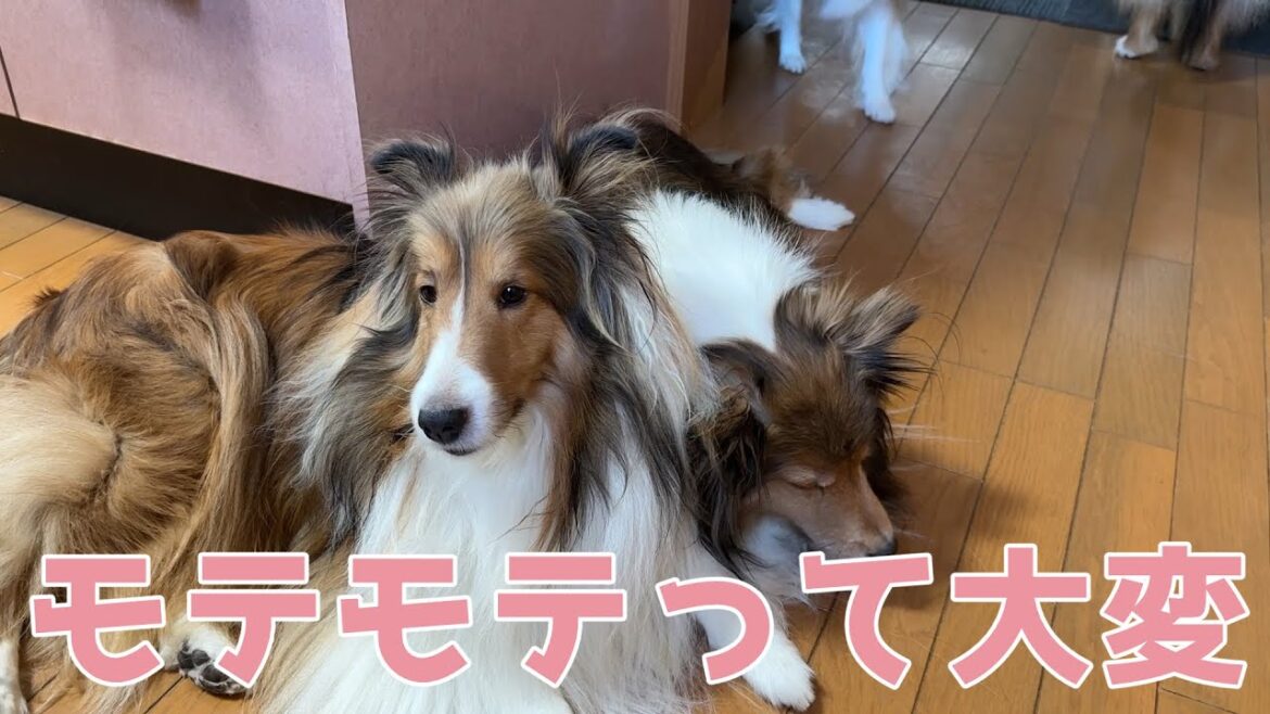 【シェルティ】モテモテって大変【翔鶴】