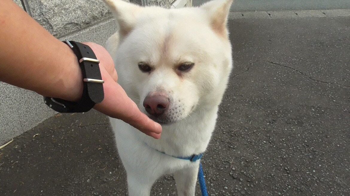 【秋田犬ゆうき】朝は一秒でも長く外に居たいのでお散歩の最後は超スロー歩きで玄関まで粘る【akita dog】
