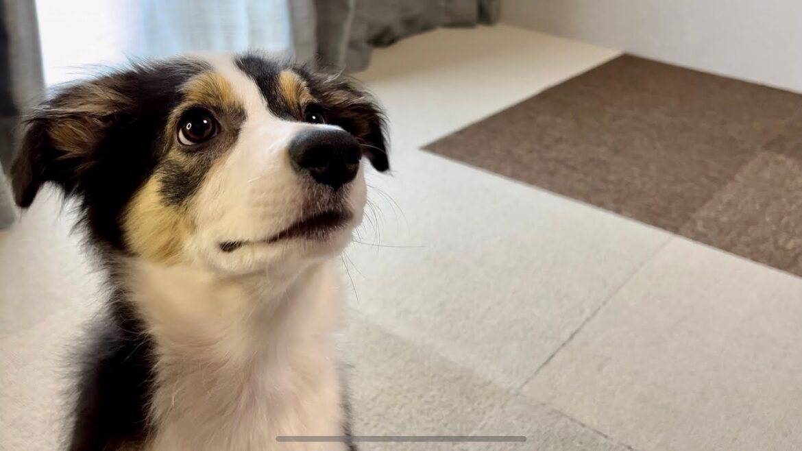2023.9.9　台風過ぎのお散歩後、お家でまったり🐶　ボーダーコリー　子犬🐶　生後3か月