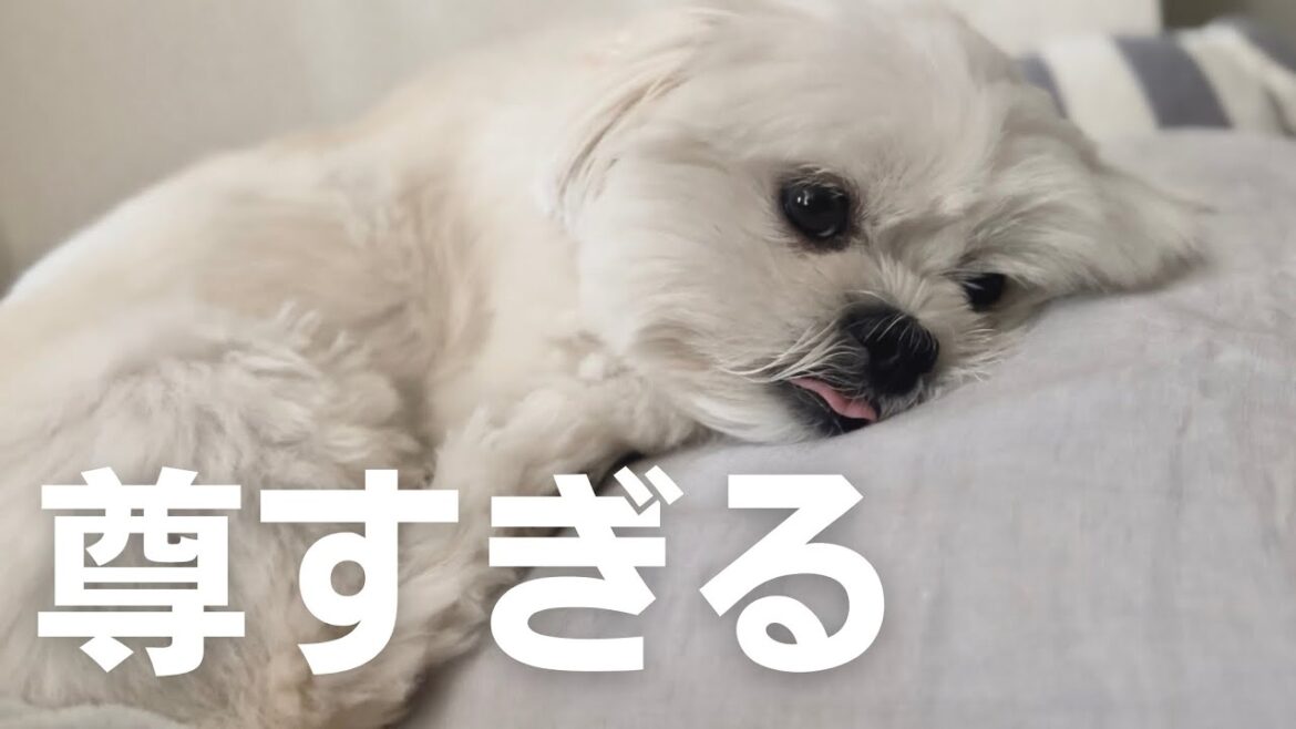 尊すぎるモフモフマルペキ犬を紹介します / マルチーズ×ペキニーズ