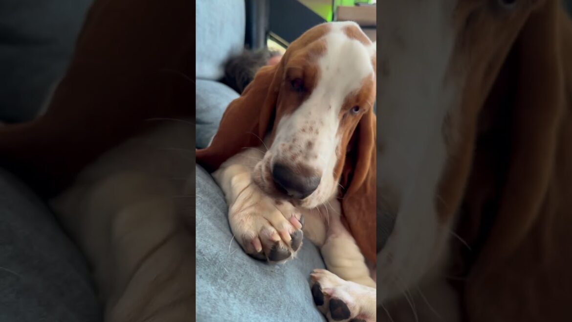 Basset Hound PUPPY 7 months old 🐾🤎 Self-care