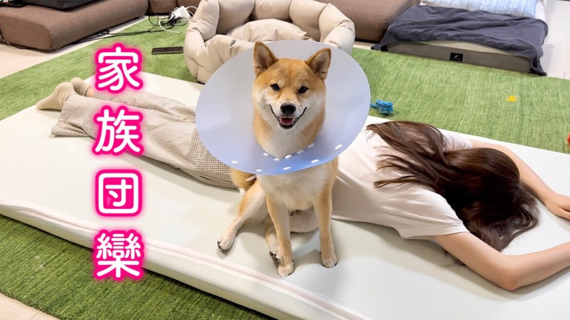 リビングで川の字で寝たら嬉しくてテンションが上がっちゃった柴犬が可愛い