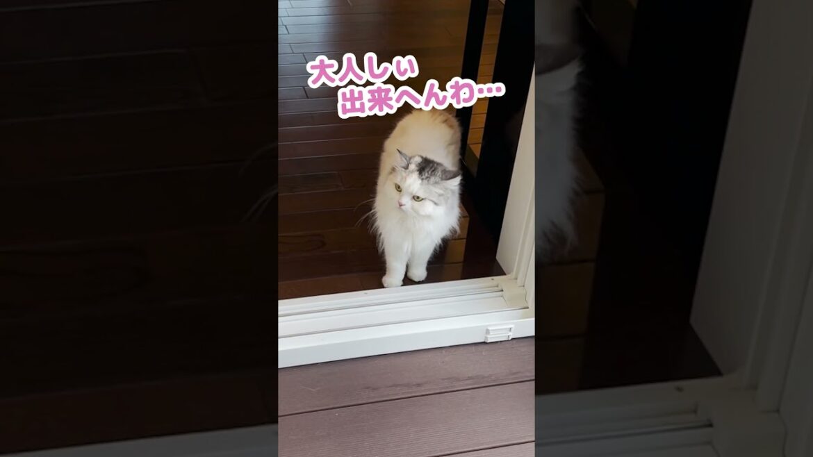 【我慢】本当はめちゃくちゃ嫌だった猫 #Shorts