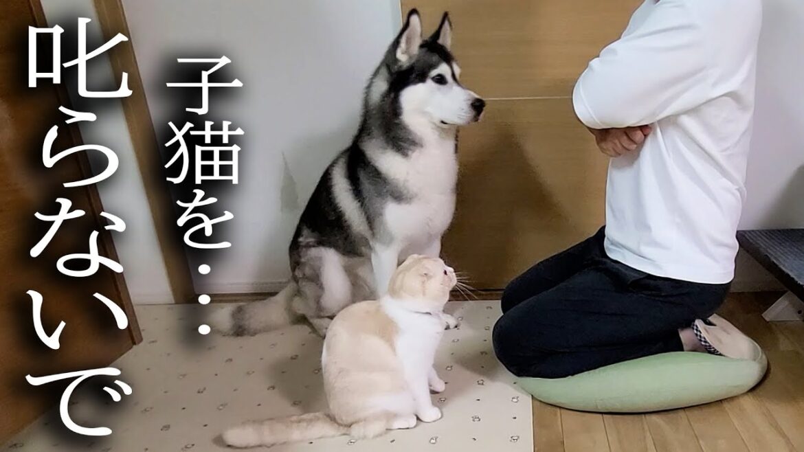 最愛の子猫が怒られていると寄ってきて一緒に反省する犬達...