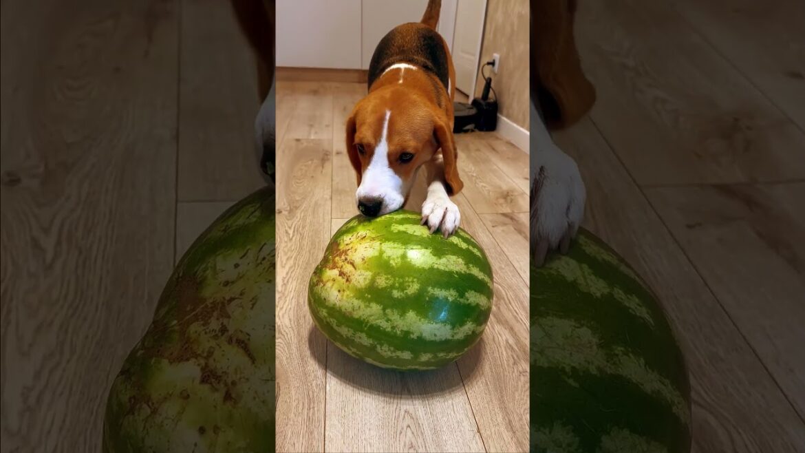 Dog versus watermelon #funnydogs #dog #cutedog #beagle #doglover