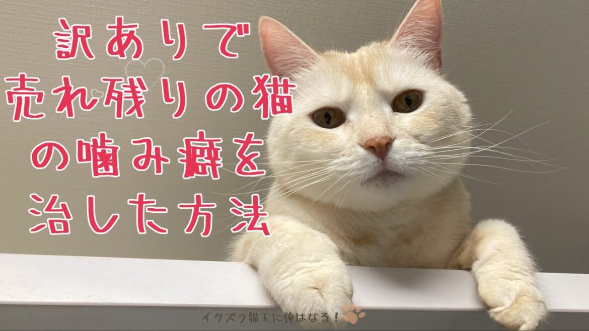 訳ありで売れ残りの猫の嚙み癖を治した方法