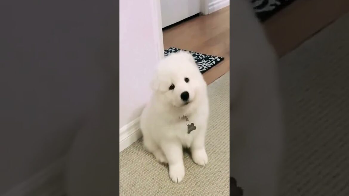Cute Yeye's Adorable Moments #Samoyed #SillyPuppy