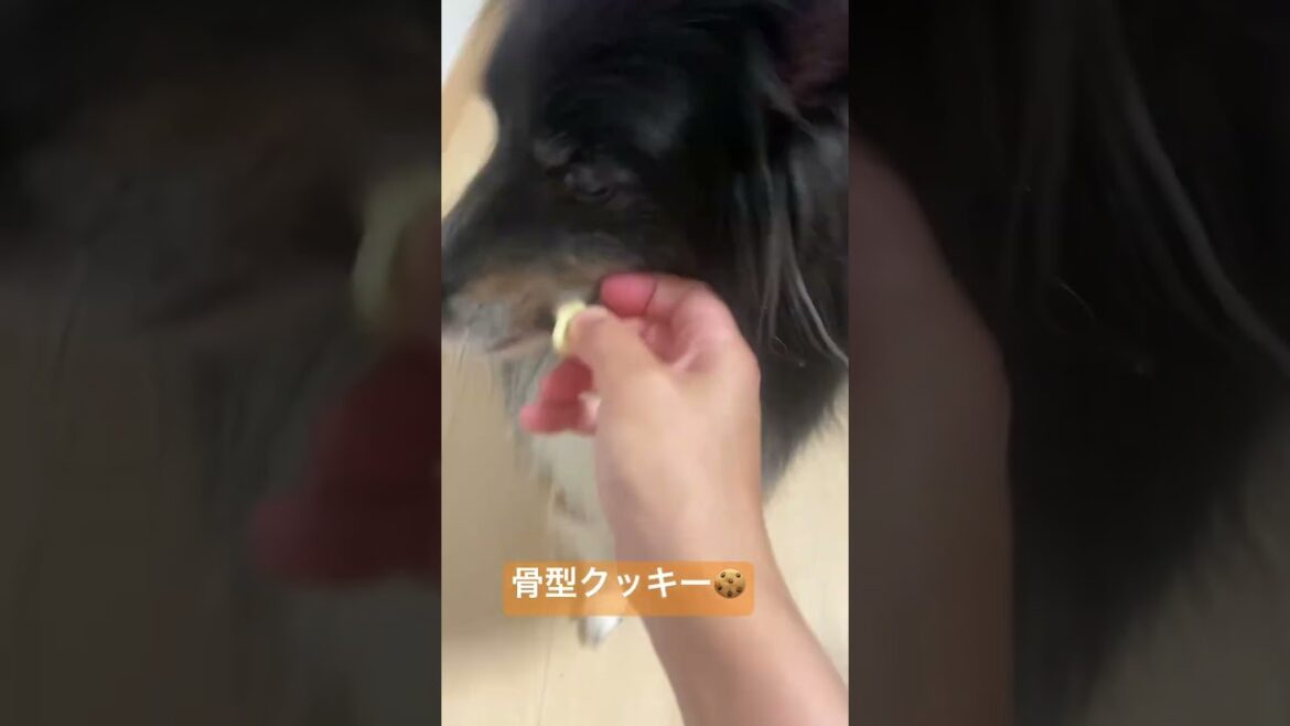 骨型クッキー食べチャロ🍪 #dog #sheltie #shetlandsheepdog #シェットランドシープドッグ #シェルティ #チャロchannel #トライカラー #犬