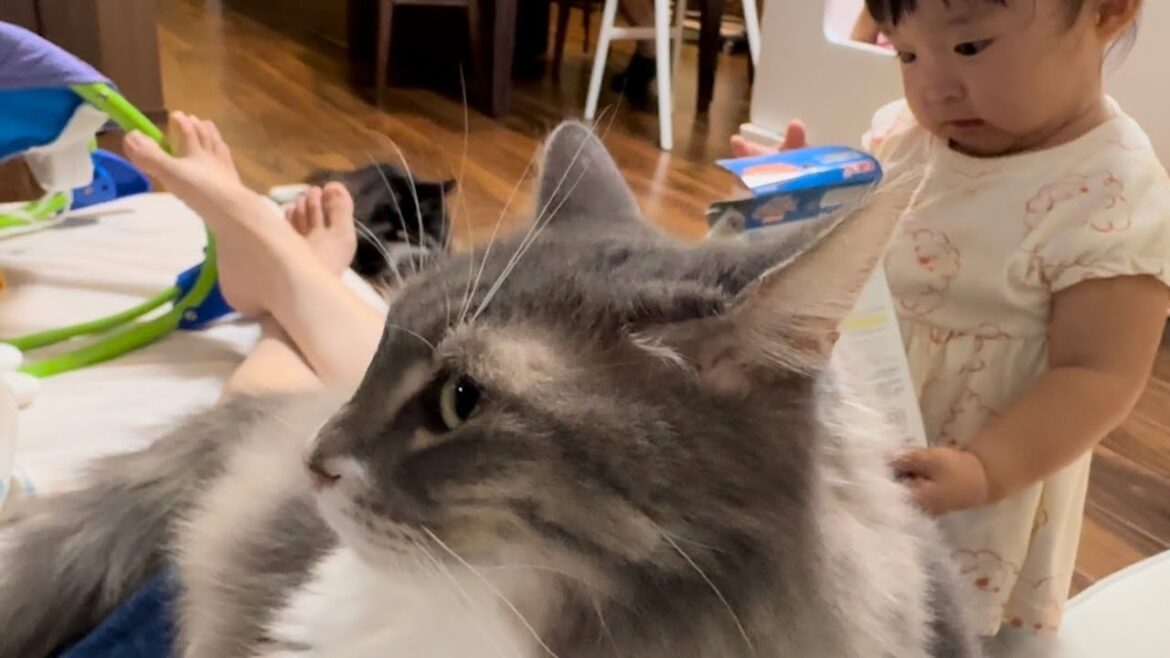 子供が寝た後は、存分に甘える猫　ノルウェージャンフォレストキャットA cat that meows cutely and is pampered. Norwegian Forest Cat.
