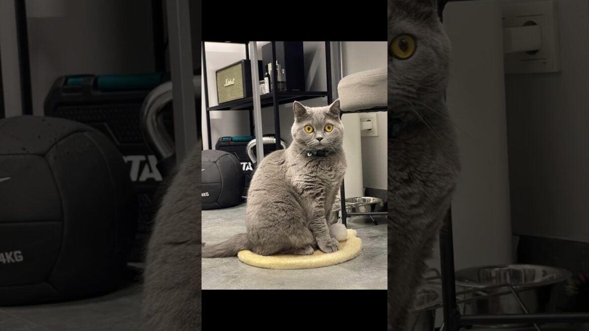 Когтеточка для кошки 😻#cats #catslover #britishshorthair #shorts #cat #catslife #кошки
