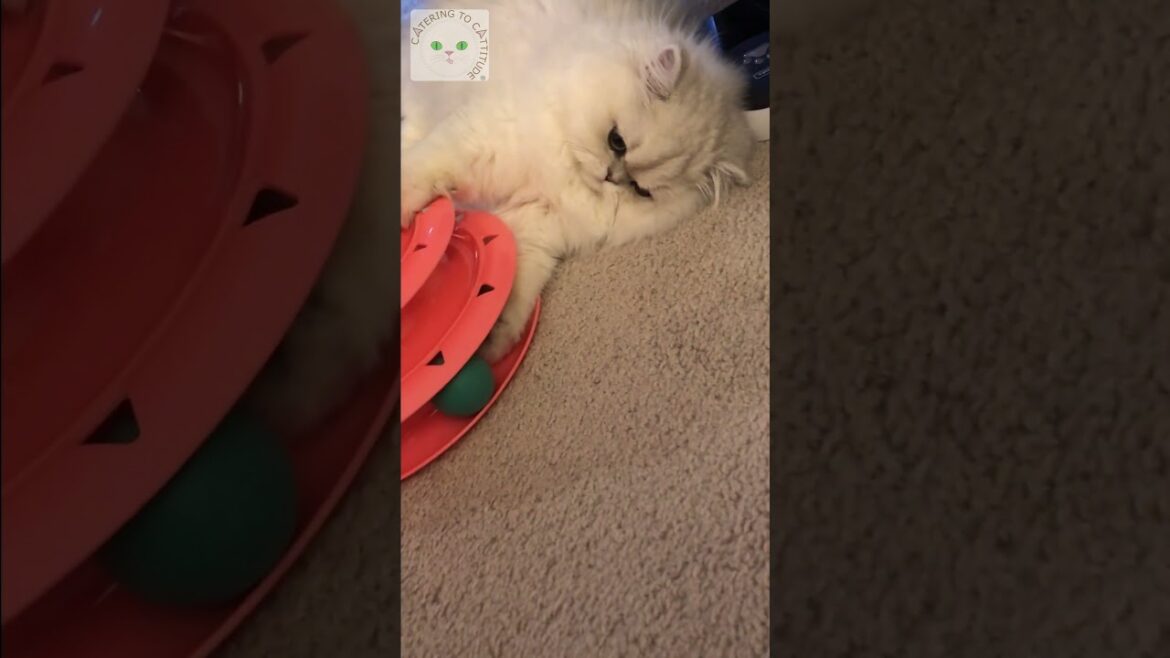 An oldie video of Phoebe operating a cat toy