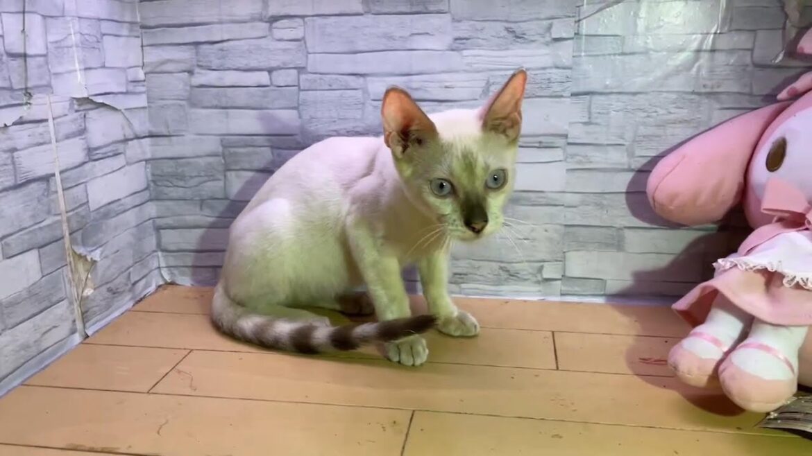 ベンガルホワイトベンガル　男の子　２０２３年６月うまれ　毛並みがとても綺麗です　#一宮市 #猫カフェ #マンチカン #仔犬 #子猫販売 #cat #cats #愛知県