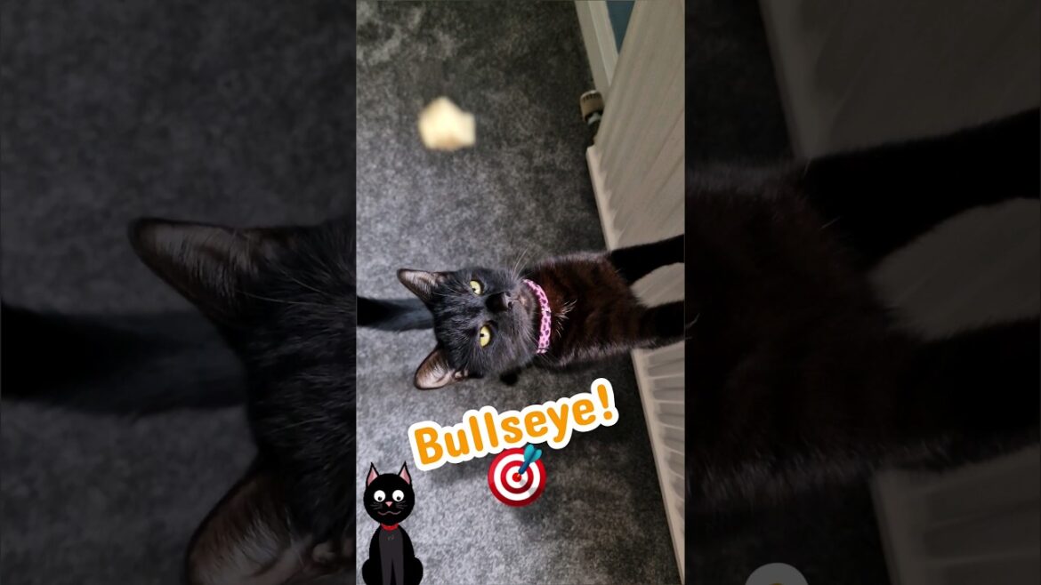 Special Delivery 🎯 #catshorts #cutecat  #kittens #cat #cats #catlover #pet #kitty #catvideos #vlog