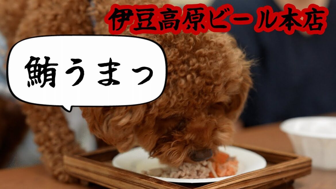 【旅メシ】トイプードルだけどくま 第15話 漁師めしを食べにくまと一緒に