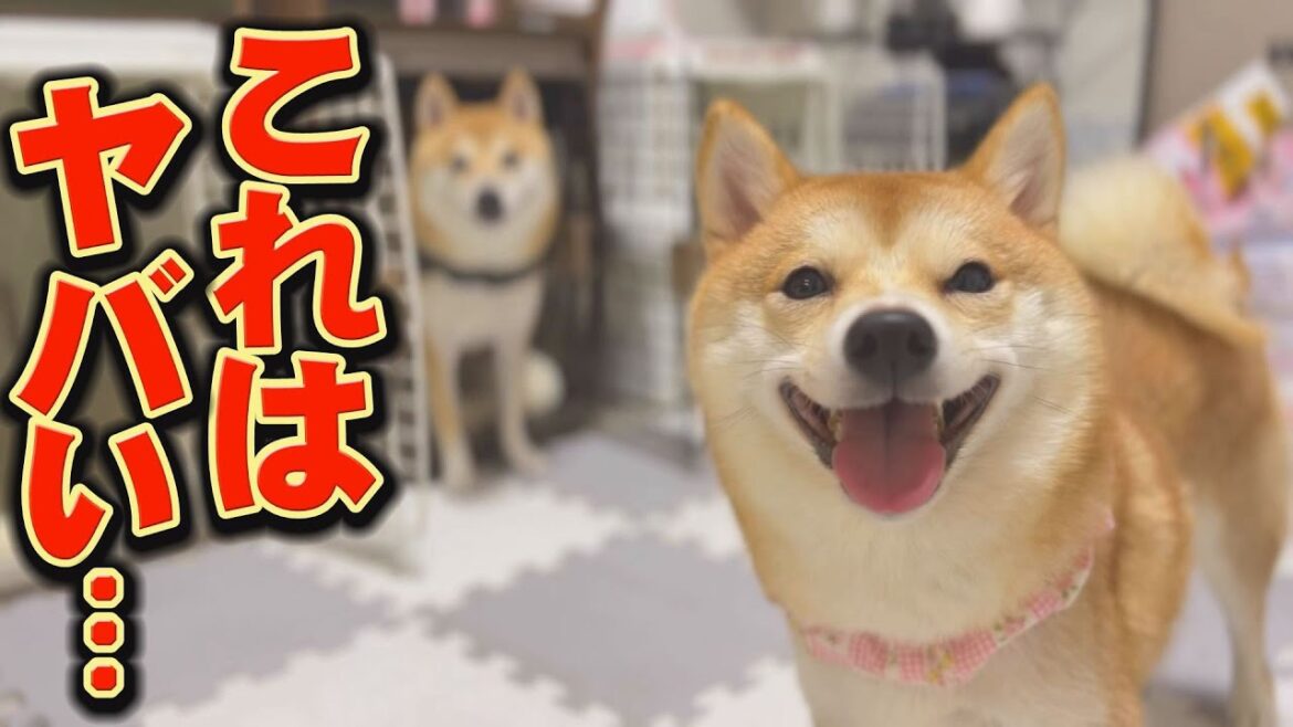 危険！！兄柴犬の縄張りに入ってしまった・・・