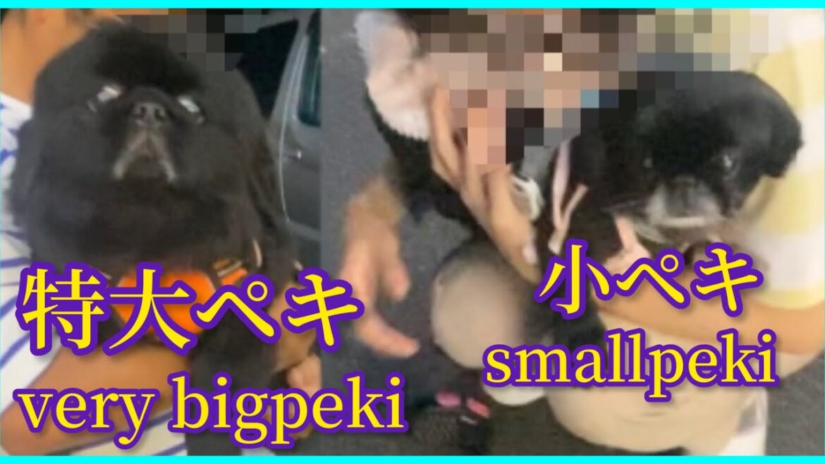 【出逢いの洗礼】超BIGペキと小ペキ| お久しぶりです♪くろまるくん #pekingese #dog #peki   #いぬ  #犬のいる暮らし #保護犬  #いぬすたぐらむ