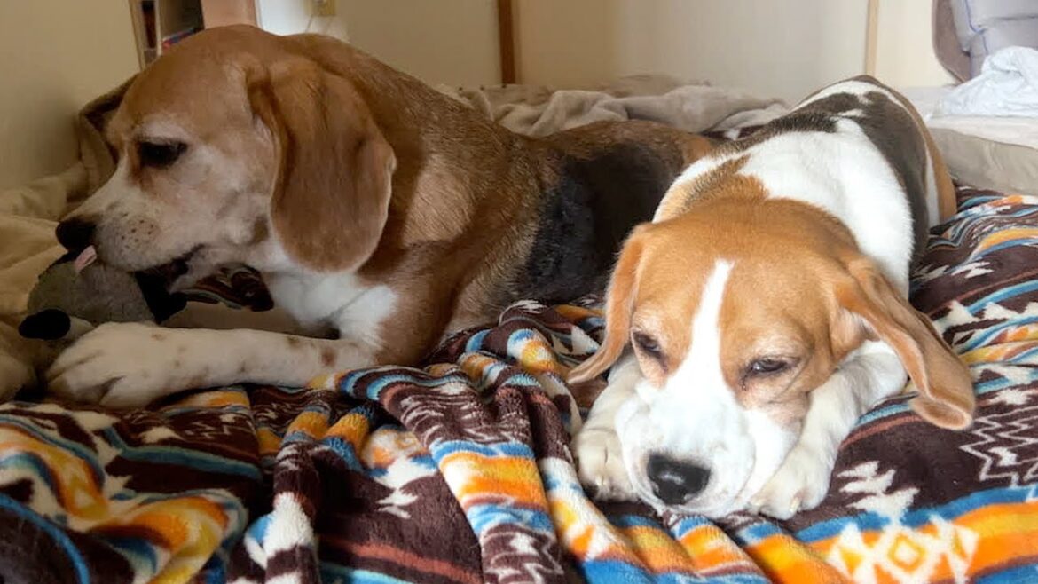 おもちゃで遊ぶ順番待ちをする犬【ビーグル多頭飼い】