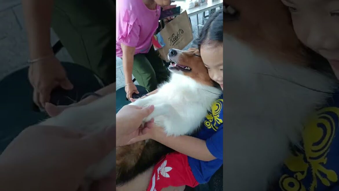 女霸王208：世界第一可愛的狗狗表情！日本人向けの台湾風景㊿、この犬ちゃん、世界一の可愛さを持つよね～#女霸王 #喜乐蒂 #喜樂蒂  #牧羊犬 #室内犬