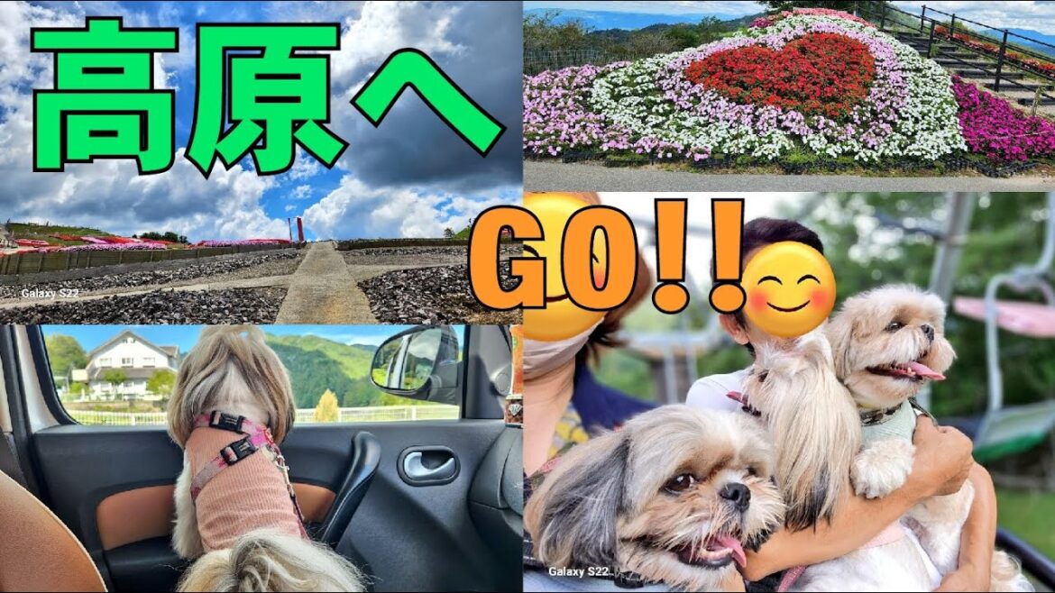 【シーズー】愛犬３匹と高原ドライブお出掛けへ♡上空は涼しくて幸せだった♬#多頭飼い#茶臼山高原#避暑地