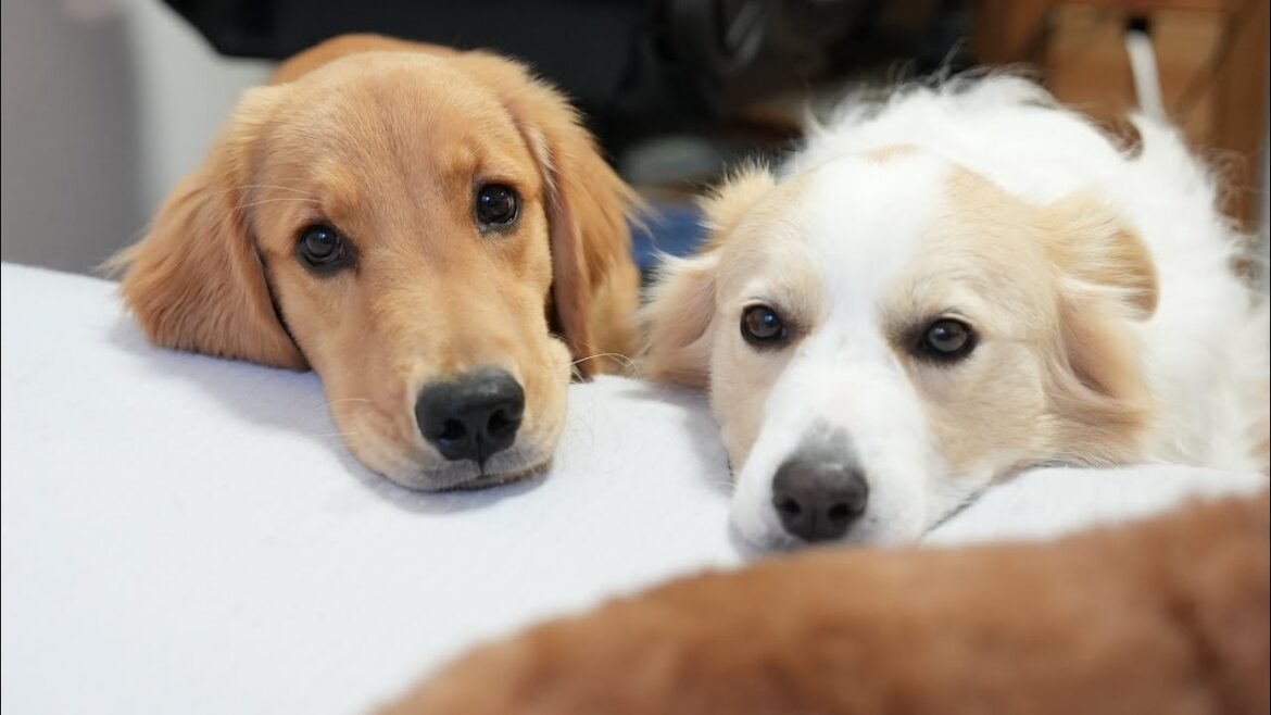 先住犬の体調不良に気付いて、数分おきにお見舞いに来る犬と子犬...【#ゴールデンレトリバー  #ボーダーコリー】